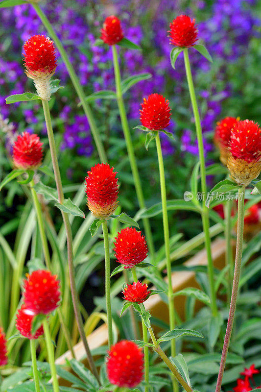 Gomphrena globosa /球形苋菜花